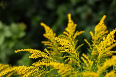 Solidago canadensis yazın sonlarında vahşi bir şekilde çiçek açar..