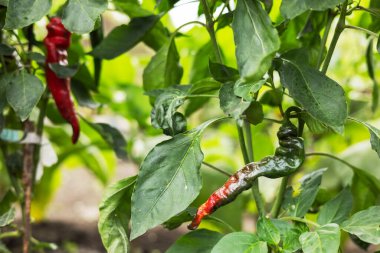 Bahçede kırmızı kırmızı kırmızı biber bitkisi.