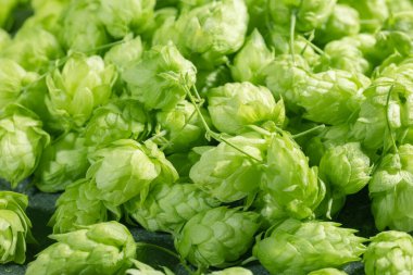 Bira ve ekmek yakın yapmak için taze yeşil şerbetçiotu konileri.