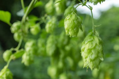 Doğada kabartmalı hoplama dalları. Yeşil zıplama konileri.