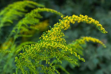 Sarı Solidago dev çayı, ayrıca uzun altın çubuk ve dev altın çubuk olarak da bilinir..