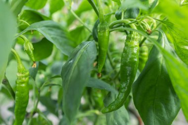 Chili pepper plantation with plastic film placed over the ground, yellow chilli pepper plant in a farmer's field, paprika, chili pepper in greenhouse or glasshouse. clipart