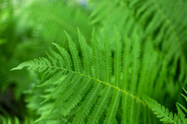 Beautiful fern leaf texture in nature. Natural ferns blurred background. Fern leaves Close up. Fern plants in forest. Background nature concept.