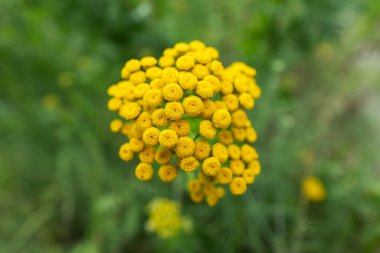 Tansy Tanasetum vulgare 'nin parlak sarı çiçekleri tamamen çiçek açmış.,
