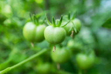 Çalılıklarda bir demet yeşil domates. Domatesler bahçede olgunlaşır. Yeşil domatesli Bush. Çalılıkta bir sürü domates var..