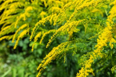 Kanada altın çubuğu. Solidago canadensis veya brendiae, uzun ömürlü bir bitkidir..