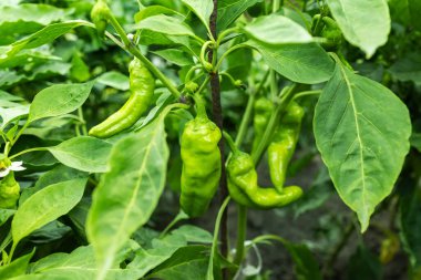 Tarım alanında yeşil biber bitkileri.