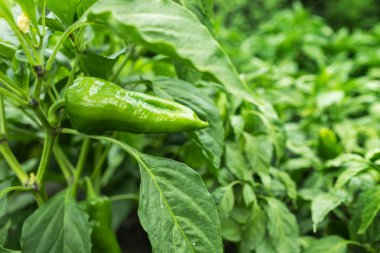 Chili pepper plantation with plastic film placed over the ground, yellow chilli pepper plant in a farmer's field, paprika, chili pepper in greenhouse or glasshouse. clipart