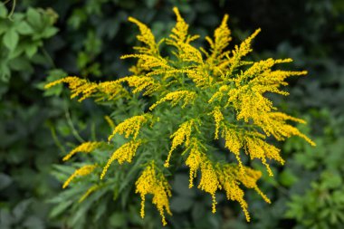 Blooming canadian goldenrod lat. Solidago canadensis on an autumn day. clipart