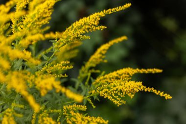 Sarı Solidago dev çayı, ayrıca uzun altın çubuk ve dev altın çubuk olarak da bilinir..