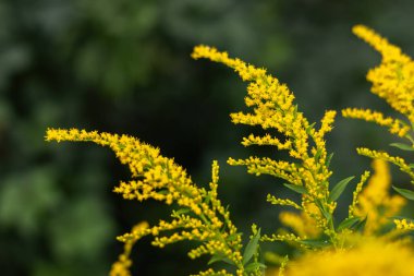 Sarı Solidago dev çayı, ayrıca uzun altın çubuk ve dev altın çubuk olarak da bilinir..