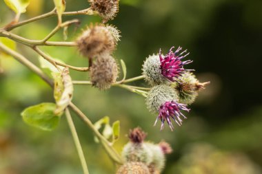 Arctium lappa. Daha büyük burdock ya da yenilebilir burdock çiçekleri.