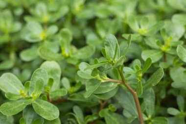 Portulaca oleracea common purslane, verdolaga, pursley. Geleneksel Çin şifalı bitkisi olarak kullanılır. Soğutma ve detoksifikasyon etkisi vardır..