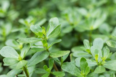 Portulaca oleracea common purslane, verdolaga, pursley. Geleneksel Çin şifalı bitkisi olarak kullanılır. Soğutma ve detoksifikasyon etkisi vardır..