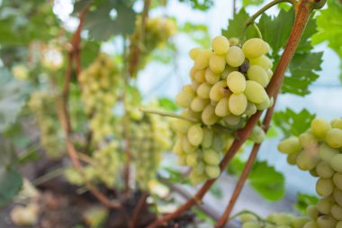 Olgun mor üzümler bir üzüm bağında asılı, hasat için hazır..