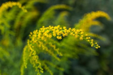 Kanada altın çubuğu. Solidago canadensis veya brendiae, uzun ömürlü bir bitkidir..