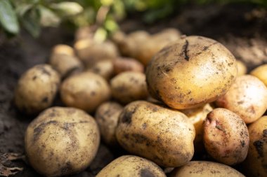 Tarlada yere olgun patates yığını.