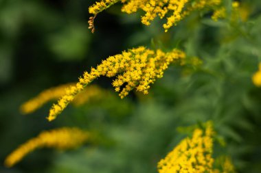 Lanet olası Kanadalı altın çubuk. Bir sonbahar günü Solidago canadensis.