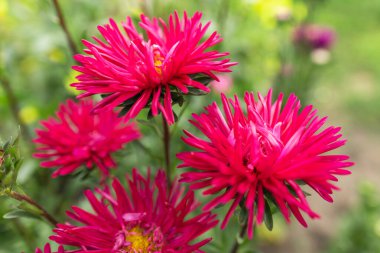 Parlak kırmızı çiçek Aster closeup, flora arka plan.