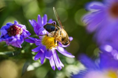 Arı uçan sineği taklit eder Eristalis tenax mavi bir çiçekten nektar emer.