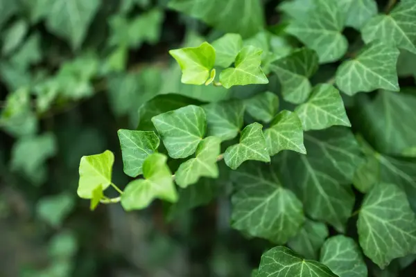 Ivy, Hedera sarmalı ya da Avrupa sarmaşık yaprağı. Fotoğrafı kapat..