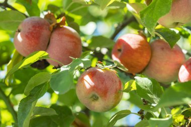 Bahçedeki elma ağaçları olgunlaşmış kırmızı elmalarla hasat için hazır..
