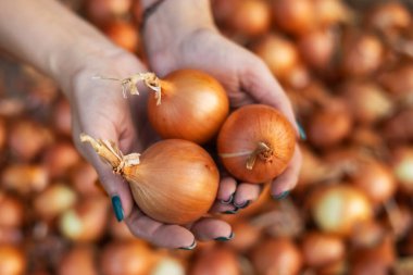 Kadın çiftçi soğanı elinde tutuyor..
