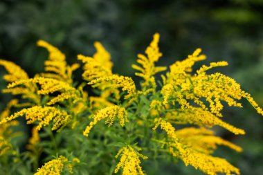 Sarı Solidago dev çayı, ayrıca uzun altın çubuk ve dev altın çubuk olarak da bilinir..