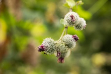 arctium tomentosum ya da yünlü dulavrat dulavratotu bir asteraceae familyasına aittir. Yünlü Burdock Arctium Tomentosum.
