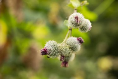 arctium tomentosum aka woolly burdock or downy burdock belongs to a family of asteraceae. Woolly Burdock Arctium Tomentosum. clipart