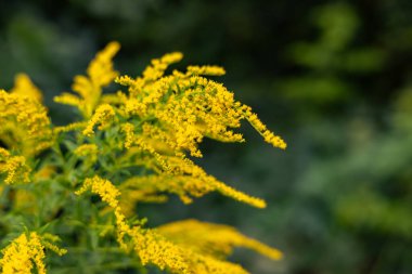 Lanet olası Kanadalı altın çubuk. Bir sonbahar günü Solidago canadensis.