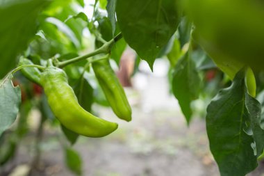 Çalı üzerinde olgun sarı biber. Bahçede sarı biber.