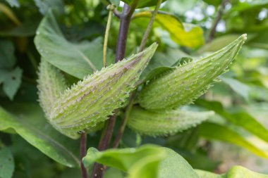 Yeşil kapsül ormanlarında tohumlu asklepias syriaca. Olgunlaşmamış meyveleri olan sıradan bir yosun bitkisi. Yazın sonlarında Suriye sütotunun folikülleri. Devamlı ot kökü ve kapsülü.
