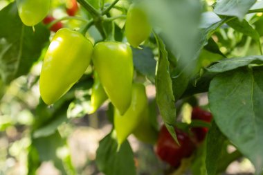 Çalı üzerinde olgun sarı biber. Bahçede sarı biber.
