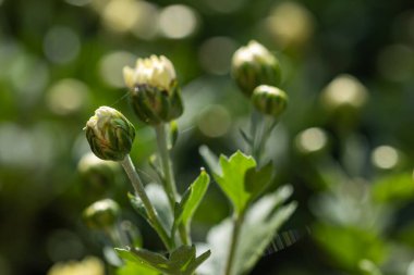 Bahçede büyüyen yeşil tomurcuk kasımpatısı, seçici odak arka planı.