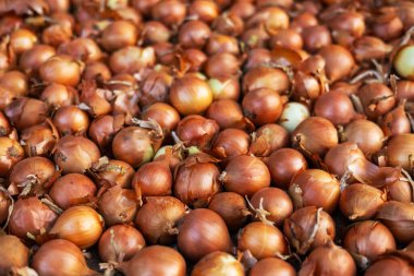 Soğan tarladan yeni toplandı. Geleneksel pazarda taze soğan. Arkaplan için soğan. Olgun soğan.