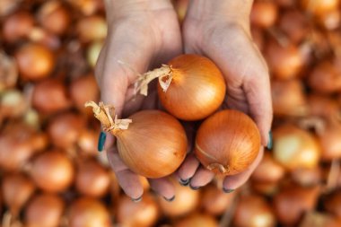 Kadın soğanı elinde tutuyor..