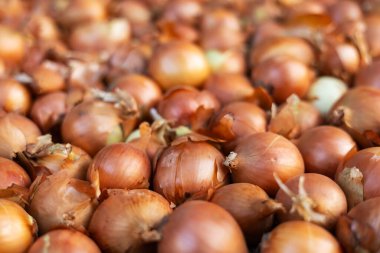 Soğan tarladan yeni toplandı. Taze soğan. Arkaplan için soğan. Olgun soğan.