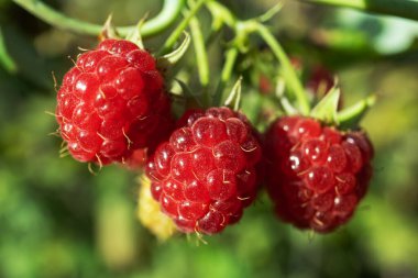 Bahçedeki ahududu çalılığında olgun ahududular.