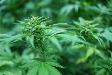 Olgun kenevir bitkisi. Çiçek açan marihuana çiçekleri ve ev yapımı bahçede yetişen yapraklar. Sığ alan derinliği ve bulanık arkaplan.