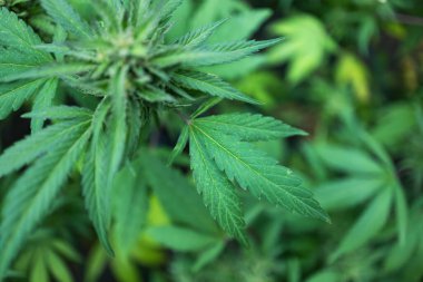 Yasal Yeşil Marihuana Keneviri Yaz Gününde Çiftlikte Büyüyor, Güzel Kenevir Geçmişi. Kültür geçmişi. Marihuana Yeşillik Yaprakların Arkaplanı. Genç Kenevir Bitkisi.