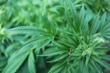 Yasal Yeşil Marihuana Keneviri Yaz Gününde Çiftlikte Büyüyor, Güzel Kenevir Geçmişi. Kültür geçmişi. Marihuana Yeşillik Yaprakların Arkaplanı. Genç Kenevir Bitkisi.