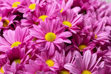 Güzel pembe kasımpatı balkon bahçesi. Sonbahar çiçekleri. Çiçekli duvar kağıdı arka planda çiçek açan kasımpatılar.