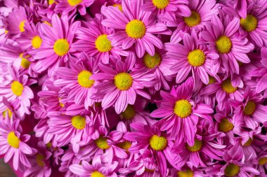 Pembe kasımpatı çiçekleri sonbahar çiçek buketi konsepti,