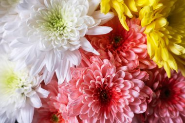 Çiçek açan pembe beyaz ve sarı kasımpatılar. Kasımpatı çiçeği tarlası arka planı.