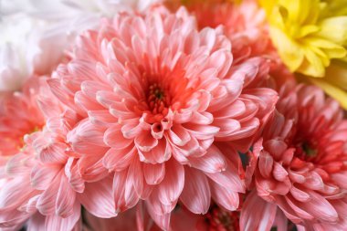 Güzel pembe kasımpatı balkon bahçesi. Sonbahar çiçekleri. Çiçekli duvar kağıdı arka planda çiçek açan kasımpatılar.