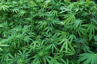 Marihuana bitkilerinin geçmişi. Kenevir yaprağı ve tohum. Marihuananın yasallaştırılması, uyuşturucu fabrikası, esrar endüstrisi.