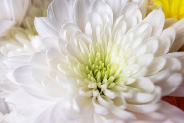 Kasımpatı 'nın beyaz çiçeğini seçici bir odak noktasıyla kapayın. Kasımpatılar, Asteraceae familyasındaki Kasımpatı cinsinden çiçek açan bitkilerdir. Doğa çiçek desenli arka plan..