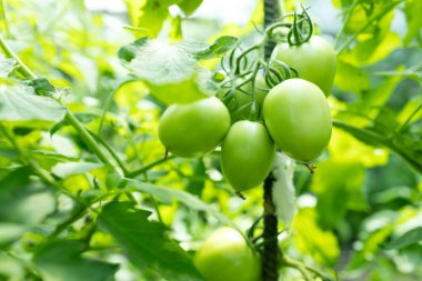 Çalılıklarda bir demet yeşil domates. Domatesler bahçede olgunlaşır. Yeşil domatesli Bush. Çalılıkta bir sürü domates var..