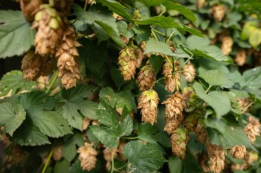 Uğur böceği, güneşli bir sonbahar gününde yeşil bir bahçede kurumuş bir zıplama çiçeğinin üzerinde oturuyor. Ekosistemdeki biyolojik çeşitlilik ve küçük böcekler kavramı.